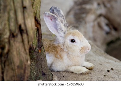 Rabbit