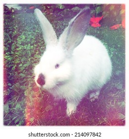Rabbit
