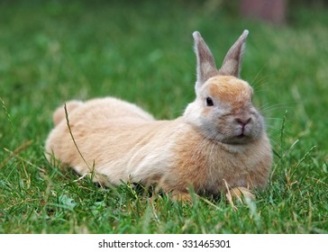 Rabbit