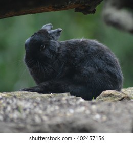 rabbit