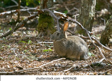 Rabbit