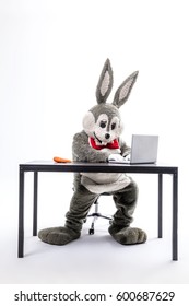 Rabbit