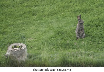 Rabbit