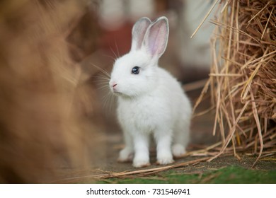 Rabbit - Shutterstock ID 731546941