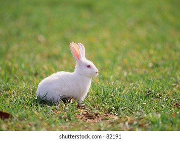 Rabbit