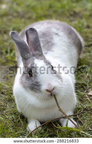 Similar – Rabbit eating flowers II