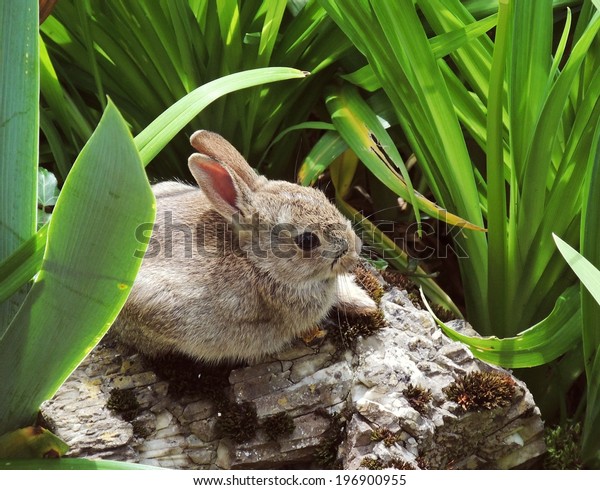 Rabbit Stock Photo (Edit Now) 196900955