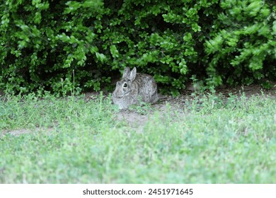 Rabbit in the backyard with bushes and grass in the background