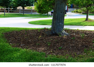 Rabbit At Base Of Tree