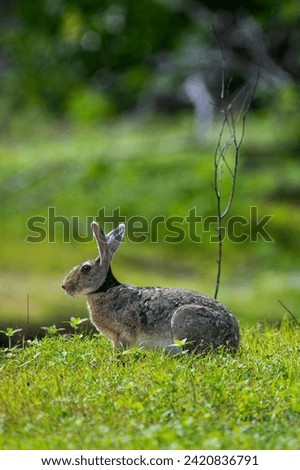 Rabbit - black naped hare on a grass field on alert