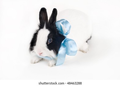 Rabbit Blue Ribbon Isolated Stock Photo 48463288 | Shutterstock