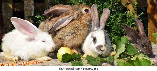 Rabbit Breeding Farm Rabbits Rabbits Different Stock Photo 1462609466 ...