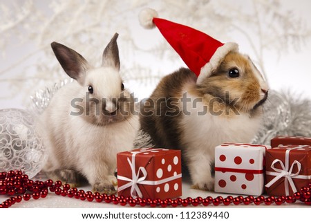 Rabbit, bunny Christmas