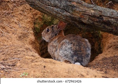 Rabbit In The Burrow In Villafafila (Zamora)