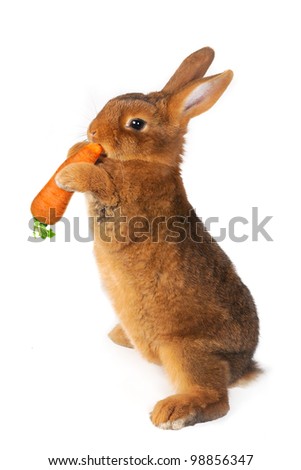 Rabbit with carrot in paws Ã?Â?Ã?Â®n a white background