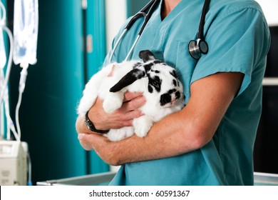 A rabbit in for a check-up at a vet clinic - Powered by Shutterstock