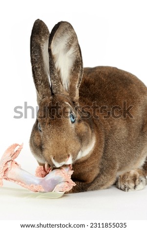 А rabbit chews on a chicken leg Сток-фото © 