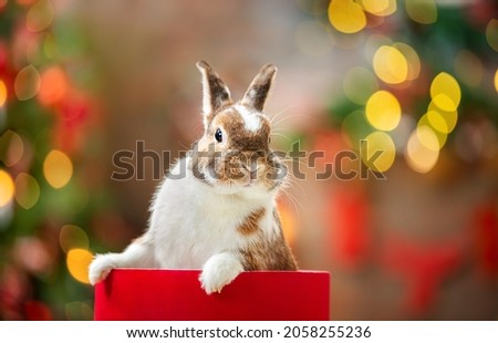 Rabbit at Christmas. White and brown cute rabbit peeks out of a red gift box against the background of Christmas lights. A hilarious surprise.