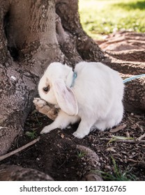 Rabbit cleaning itself in the forest