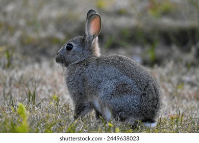 rabbit close up sitting in grass - Powered by Shutterstock