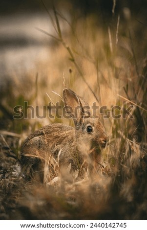 A rabbit conceals itself among the grass, alert and watchful.