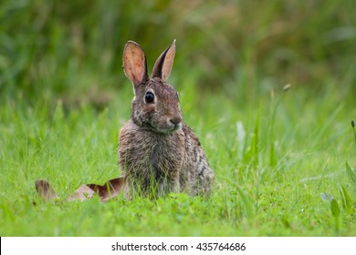 Rabbit/ cottontail