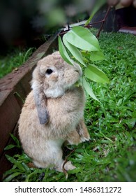 Rabbit Cute Brown Holland Lops Breed Stock Photo 1486311272 | Shutterstock