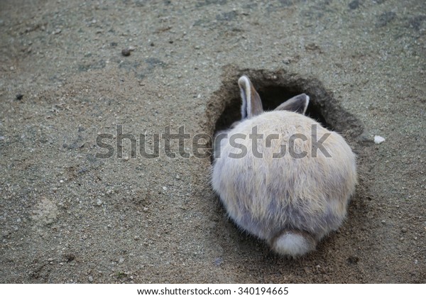 Rabbit Digging Hole Stock Photo (Edit Now) 340194665