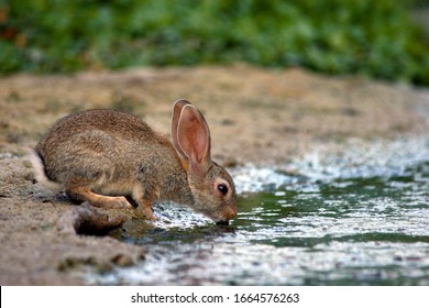 Rabbit drinking water on the shore of a countryside river in summer.
