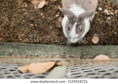 Rabbit dumped in the cage