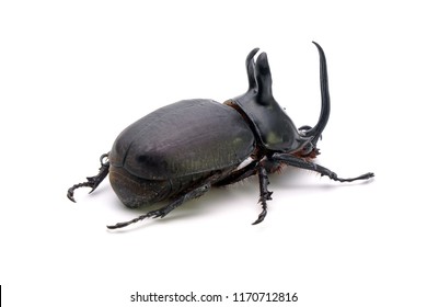 Rabbit Ear Beetle Eupatorus Birmanicus Horned Stock Photo 1170712816 ...