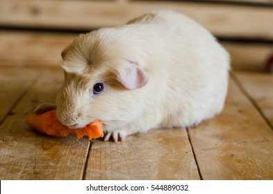 Rabbit Eating Carrot