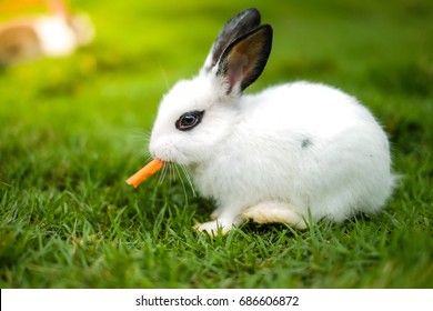 A Rabbit Eating Carrot On The Green Grass.