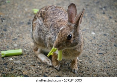 Rabbit Eating Celery 