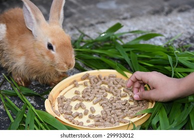 Rabbit Is Eating Rabbit Feed And Grass. Little Girl Feeding Her Pet Food With Hand.