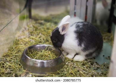 Rabbit Eating Food From Bowl At A Pet Store