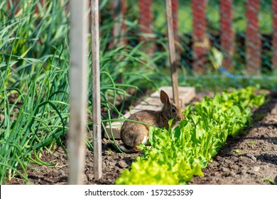 Rabbit Eating Lettuce In A Garden.