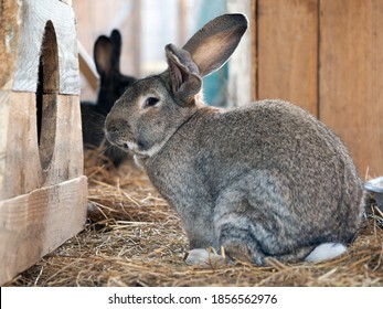 Rabbit In The Rabbit Enclosure. Portrait Of An Animal