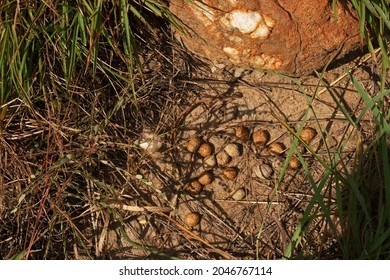 Rabbit Excretion Pellets Next Rock Stock Photo 2046767114 | Shutterstock