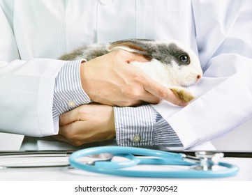 Rabbit (exotic Pet) And Veterinarian Doctor At Work In Vet Clinic.