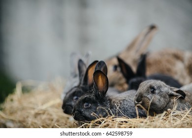 Rabbit In Farm Cage Or Hutch. Breeding Rabbits Concept