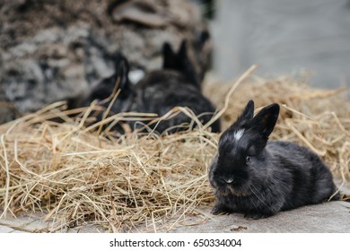 Rabbit In Farm Cage Or Hutch. Breeding Rabbits Concept