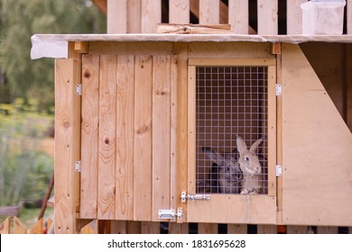 Rabbit farm household. Cute fluffy bunnies in cages. Animal prison. Breeding of thoroughbred animals selection. Farming animal husbandry. Eco farm meat production - Shutterstock ID 1831695628