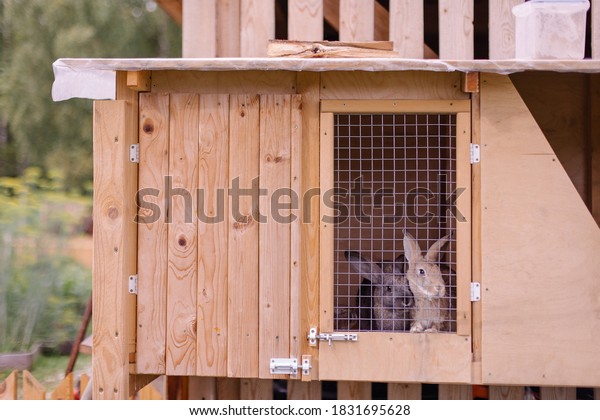 Rabbit farm\
household. Cute fluffy bunnies in cages. Animal prison. Breeding of\
thoroughbred animals selection. Farming animal husbandry. Eco farm\
meat production
