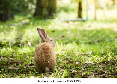 Rabbit in the field