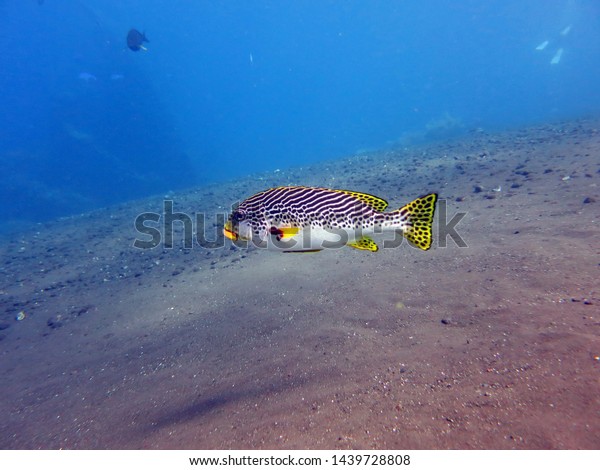 Rabbit Fish swimming under the sea, Andaman\
Island, Thailand