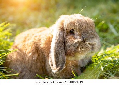 Rabbit fold-eared mini lop sits on the lawn. Little rabbit in the grass.