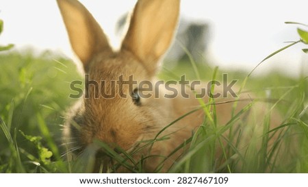A rabbit is foraging in the grass, exploring its environment. The rabbit's soft fur blends with the greenery as it nibbles on the grass.