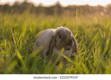 Rabbit foraging in a sunlit grassy meadow during golden hour in summer - Powered by Shutterstock