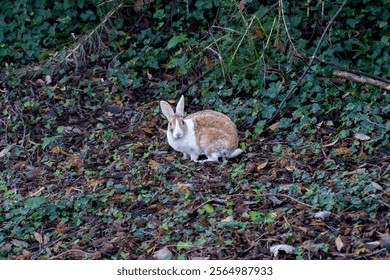 rabbit in the forest of spain - Powered by Shutterstock